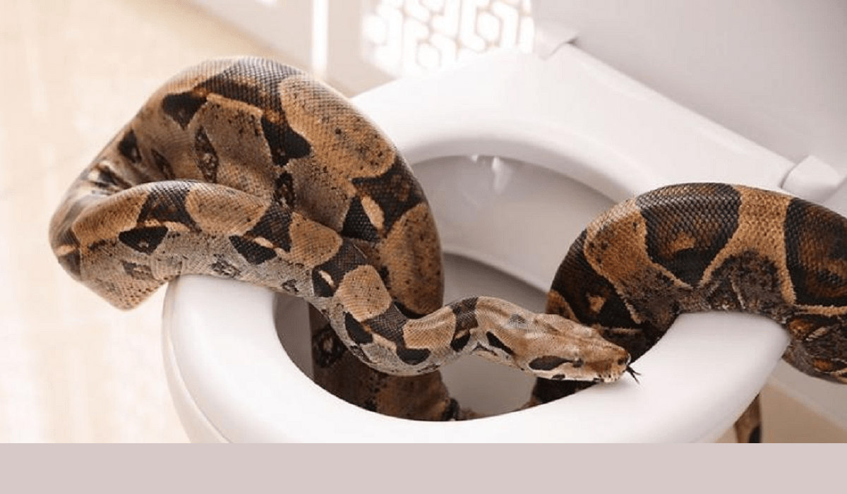 Austrian gets shock of his life as python bites him on the toilet
